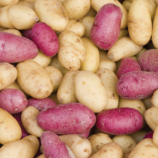 Red or Gold Potatoes
