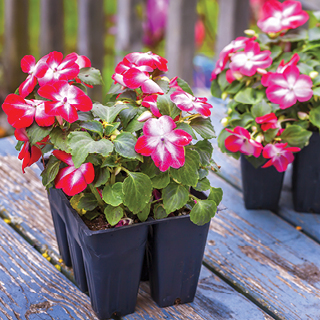 Flowering & Vegetable Market Packs