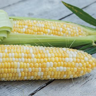 Fresh White & Bi-Color Sweet Corn