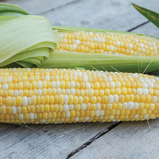 Fresh White or Bi-Color Sweet Corn