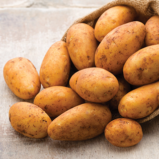Russet Potatoes Russet Potatoes